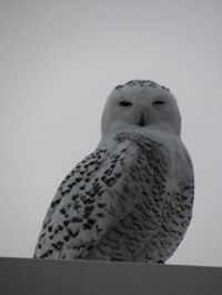 snow owl snow owl