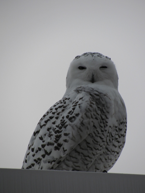 snow owl